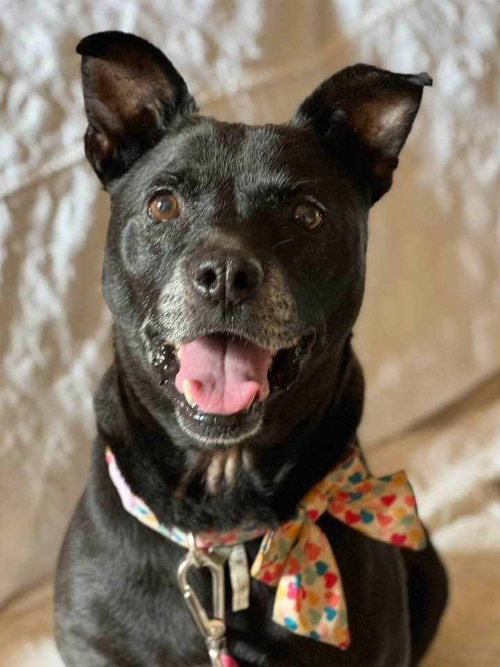 Shelby, an adoptable Terrier in Hartsville, SC, 29550 | Photo Image 5