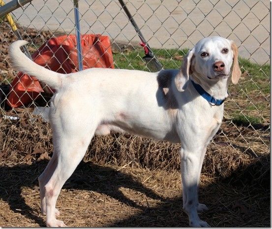 Beaumont 7 year old Pointer Male 50 pounds very laid back