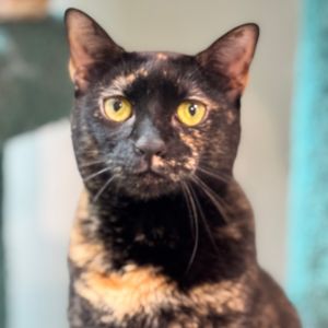 Riannon, Adult Female Domestic Short Hair