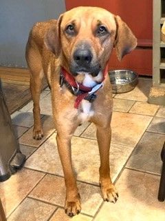 Boone is a Rock Star Easy Calm Perfect Gentleman Great w/ KIds cats dogs