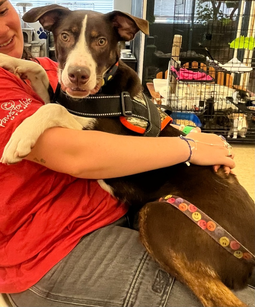 Kingo, an adoptable Border Collie, Mixed Breed in Heber City, UT, 84032 | Photo Image 1