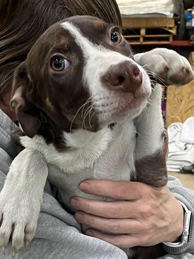 Kingo, an adoptable Border Collie, Mixed Breed in Heber City, UT, 84032 | Photo Image 2