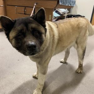 **Marcie**, Adult Female unknown