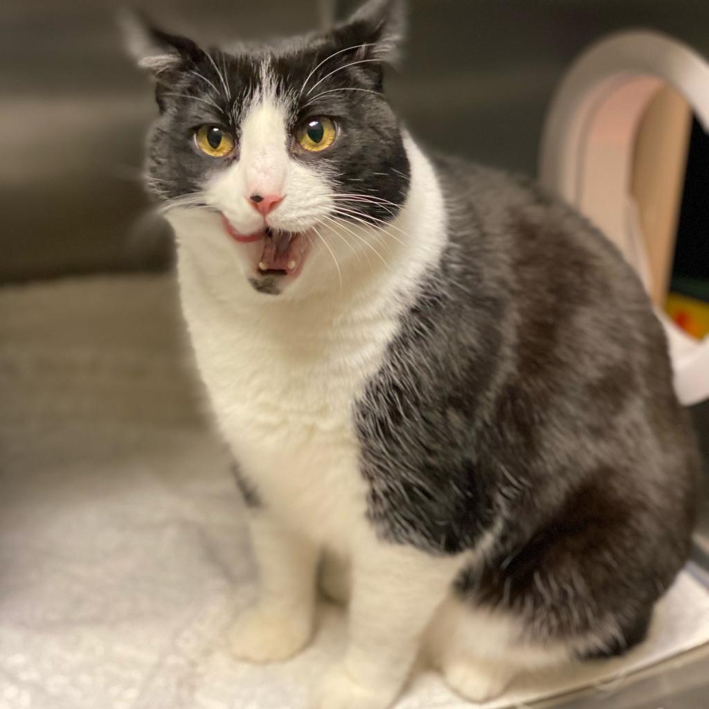 Panda, an adoptable Domestic Short Hair in Rohnert Park, CA, 94928 | Photo Image 1