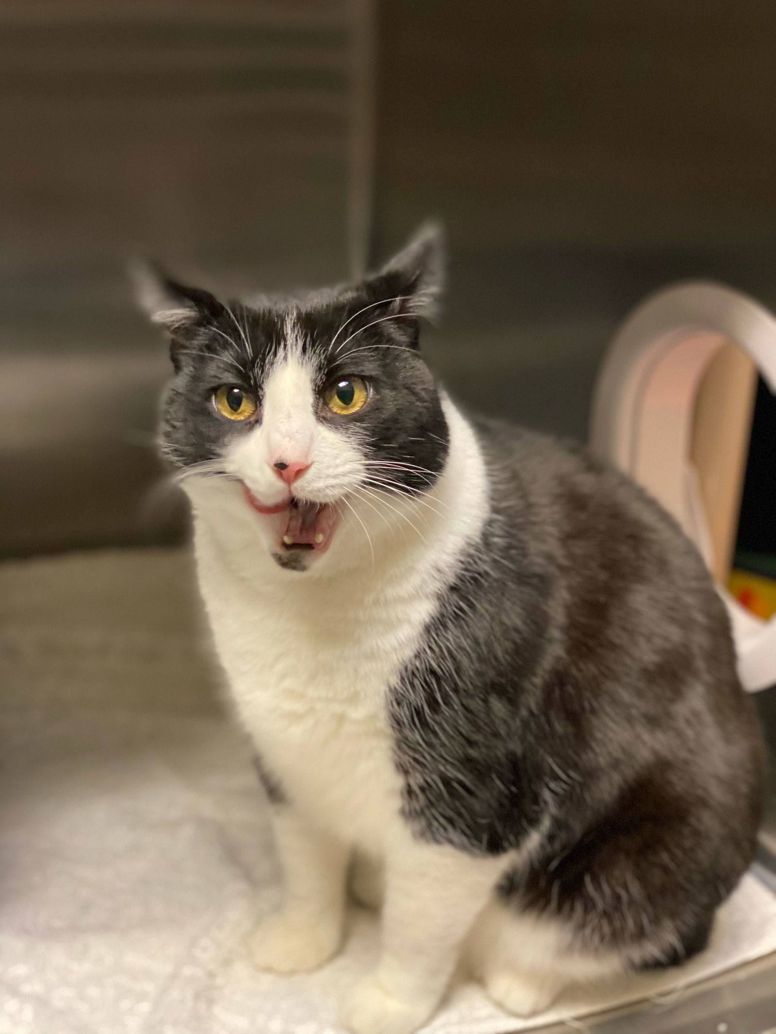 Panda, an adoptable Domestic Short Hair in Rohnert Park, CA, 94928 | Photo Image 2