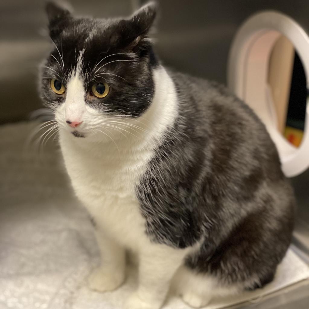 Panda, an adoptable Domestic Short Hair in Rohnert Park, CA, 94928 | Photo Image 3