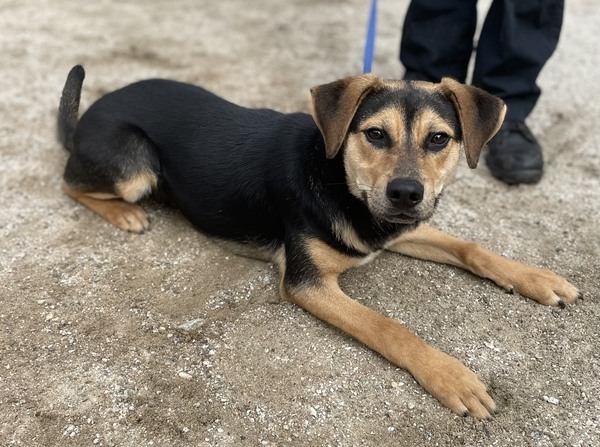 Doberman pinscher best sale siberian husky mix