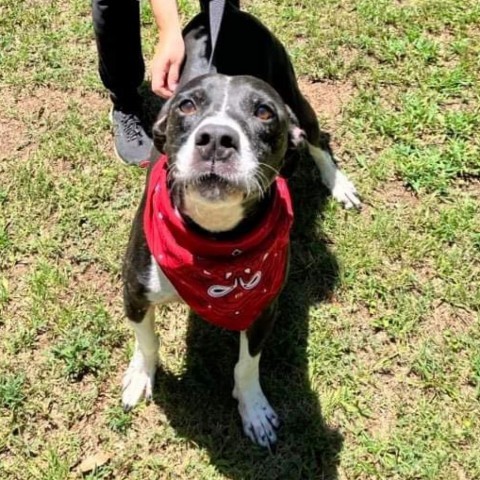 Bosco, an adoptable Terrier, Mixed Breed in Wadena, MN, 56482 | Photo Image 3