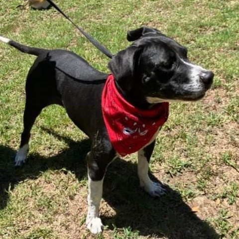 Bosco, an adoptable Terrier, Mixed Breed in Wadena, MN, 56482 | Photo Image 3