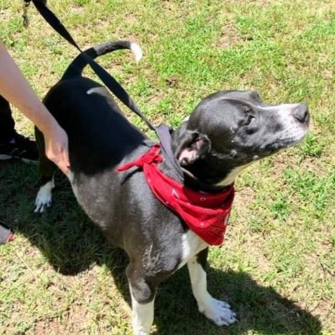 Bosco, an adoptable Terrier, Mixed Breed in Wadena, MN, 56482 | Photo Image 3