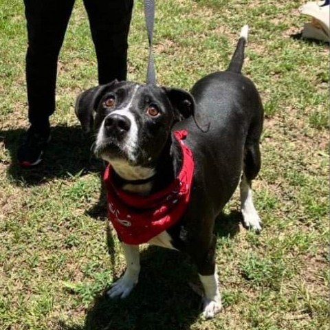 Bosco, an adoptable Terrier, Mixed Breed in Wadena, MN, 56482 | Photo Image 5