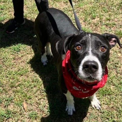 Bosco, an adoptable Terrier, Mixed Breed in Wadena, MN, 56482 | Photo Image 6