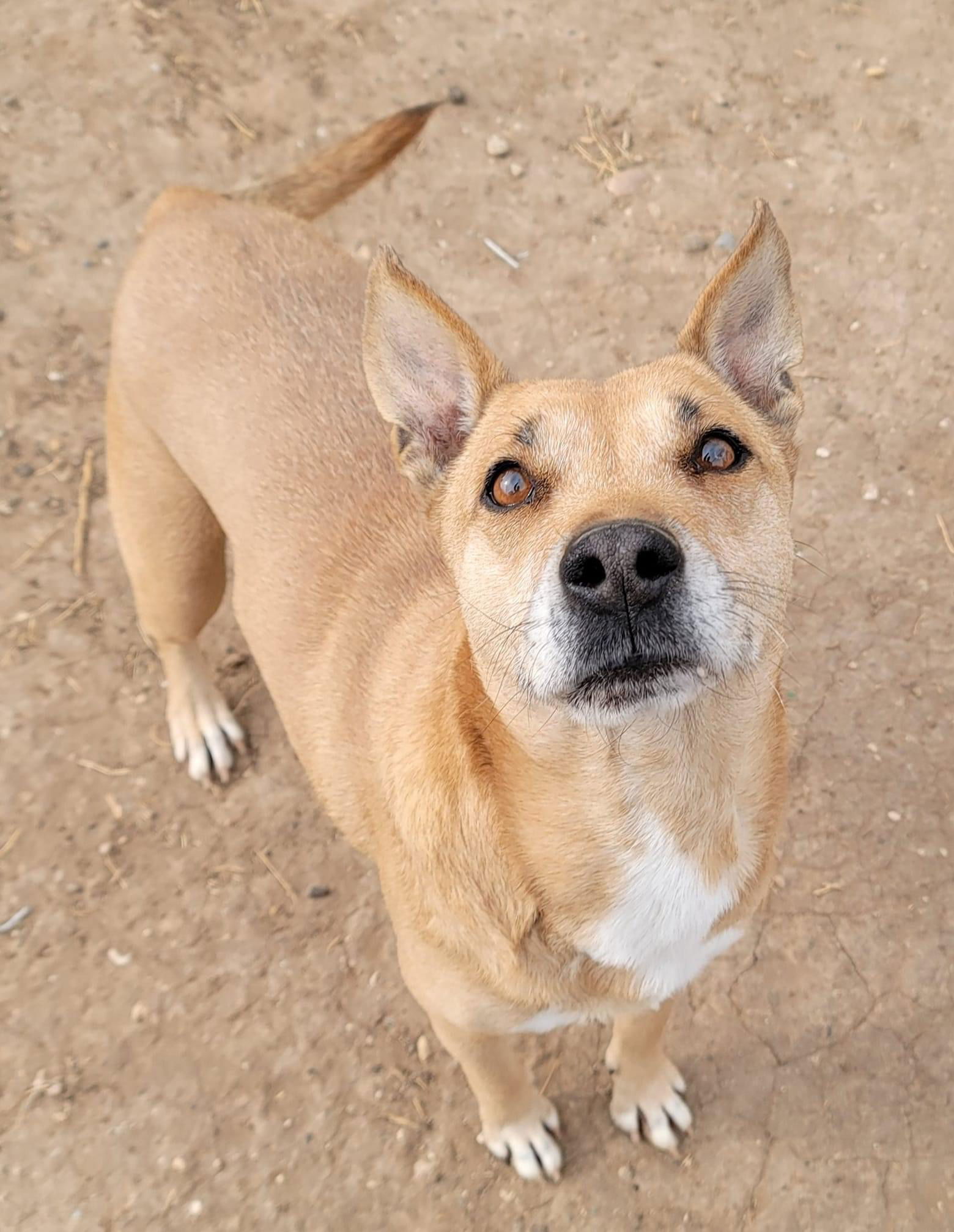 Melina, an adoptable Labrador Retriever, Terrier in Coralville, IA, 52241 | Photo Image 1