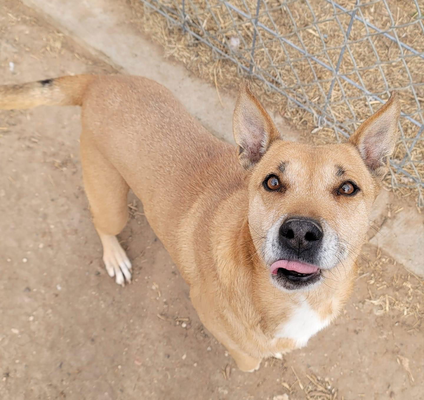 Melina, an adoptable Labrador Retriever, Terrier in Coralville, IA, 52241 | Photo Image 2