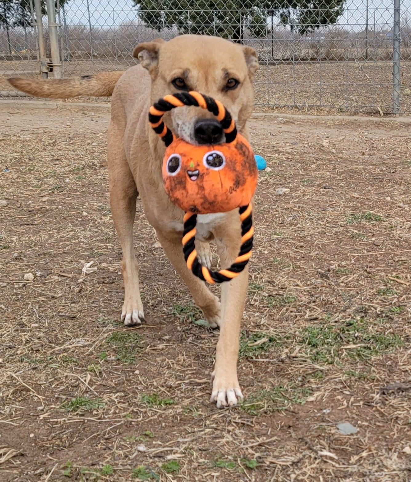 Melina, an adoptable Labrador Retriever, Terrier in Coralville, IA, 52241 | Photo Image 3