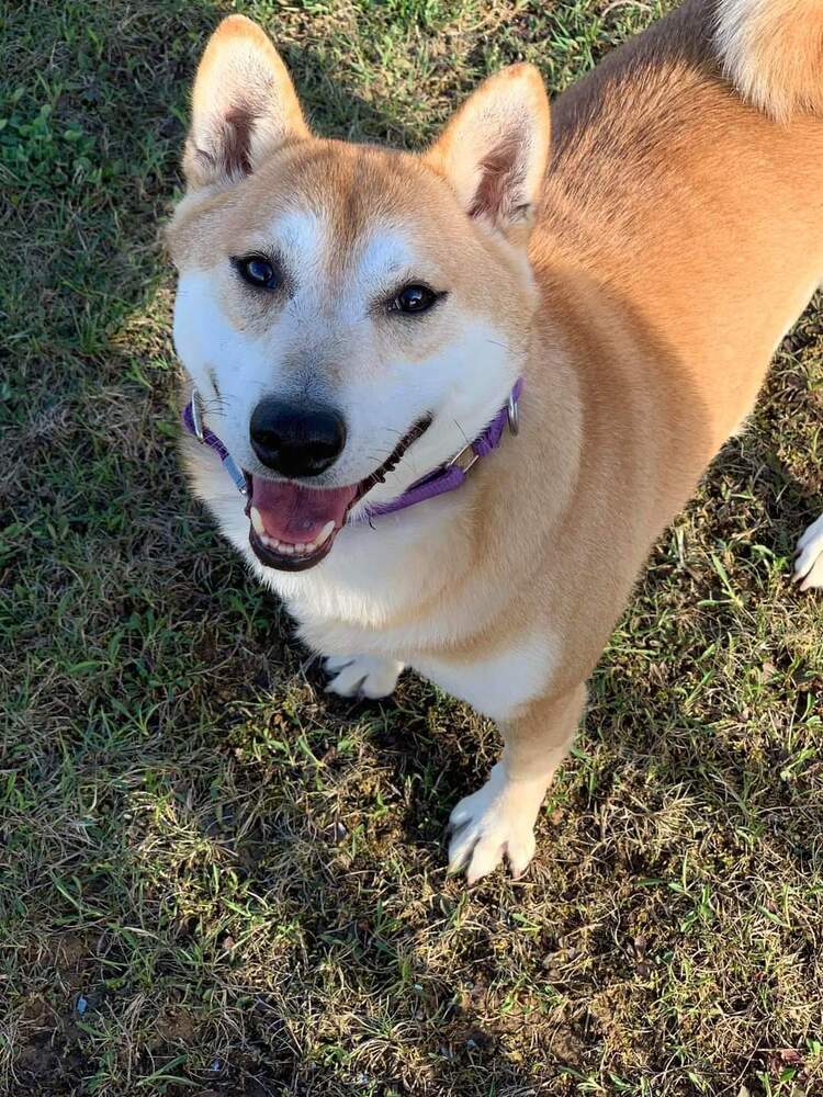 Chex, an adoptable Shiba Inu in Wausau, WI, 54401 | Photo Image 1