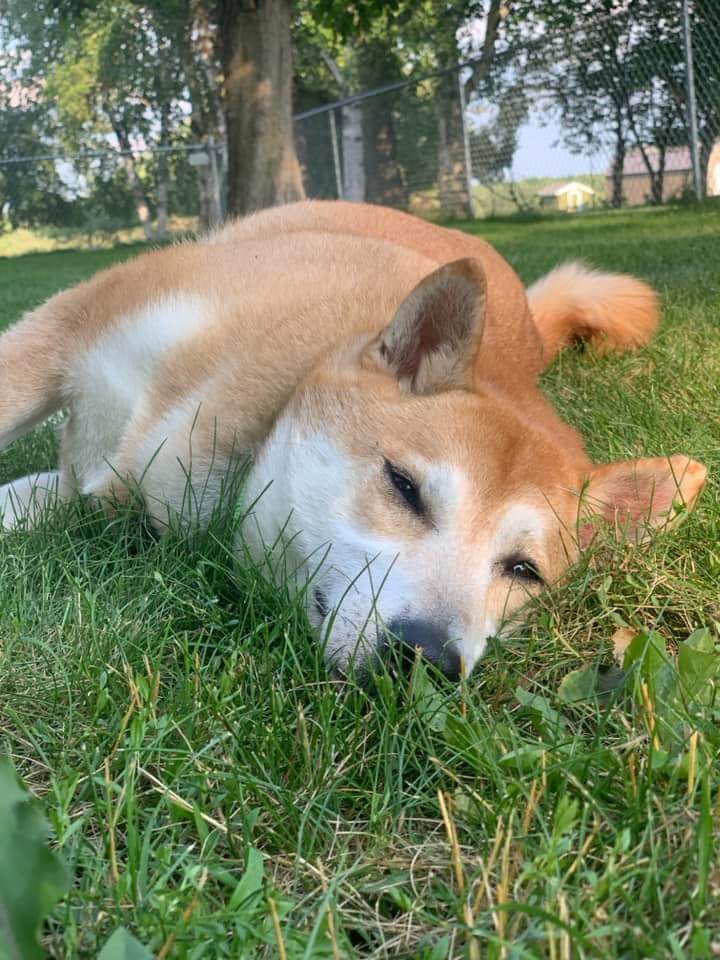 Chex, an adoptable Shiba Inu in Wausau, WI, 54401 | Photo Image 2