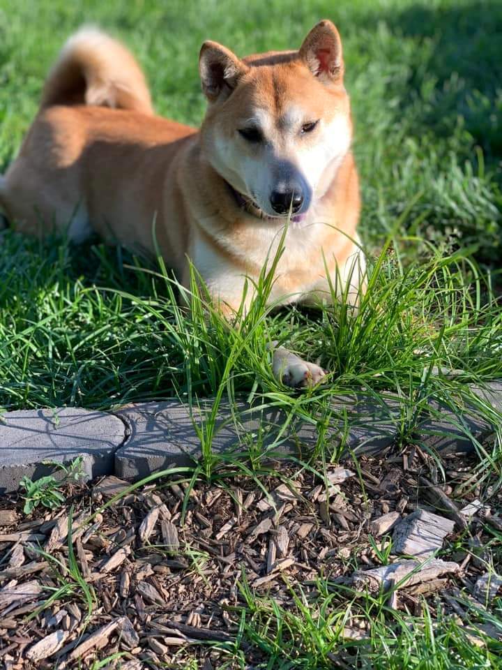 Chex, an adoptable Shiba Inu in Wausau, WI, 54401 | Photo Image 3