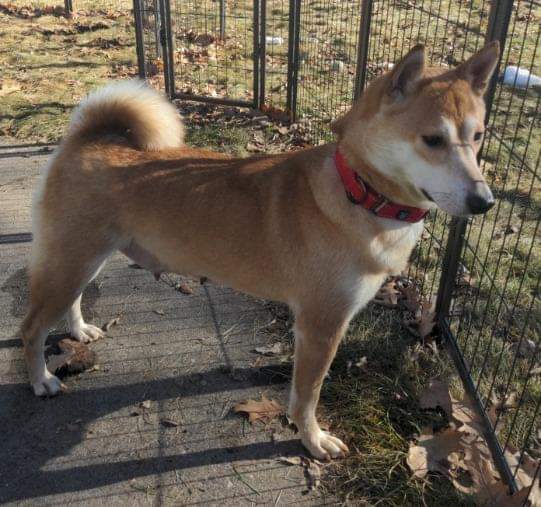 Chex, an adoptable Shiba Inu in Wausau, WI, 54401 | Photo Image 5