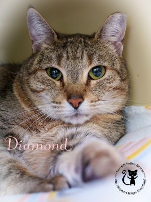 Petsmart blue hot sale diamond