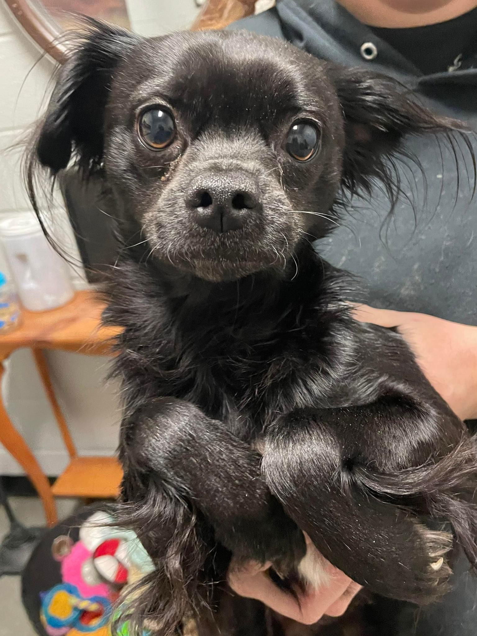 Ash, an adoptable Pekingese in Union Beach, NJ, 07735 | Photo Image 1