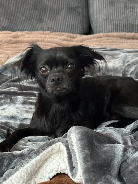 Ash, an adoptable Pekingese in Union Beach, NJ, 07735 | Photo Image 2