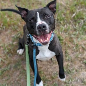 -Personality Hercules is a sweet boy looking for a confident leader to continu