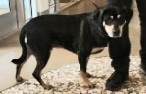 HAZARD, an adoptable Pit Bull Terrier & Labrador Retriever Mix in Houston, TX_image-1