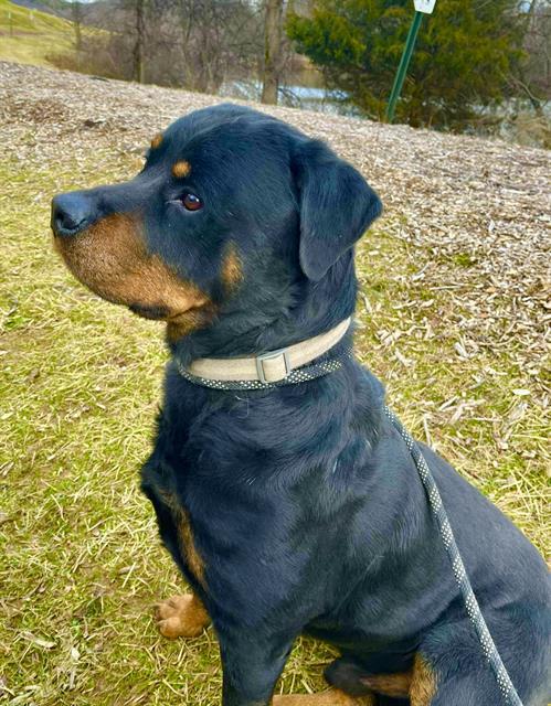 BEAR, an adoptable Rottweiler in Westminster, MD_image-1