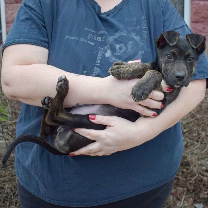 Jennifer, an adoptable Doberman Pinscher & Patterdale Terrier / Fell Terrier Mix in Huntley, IL_image-2