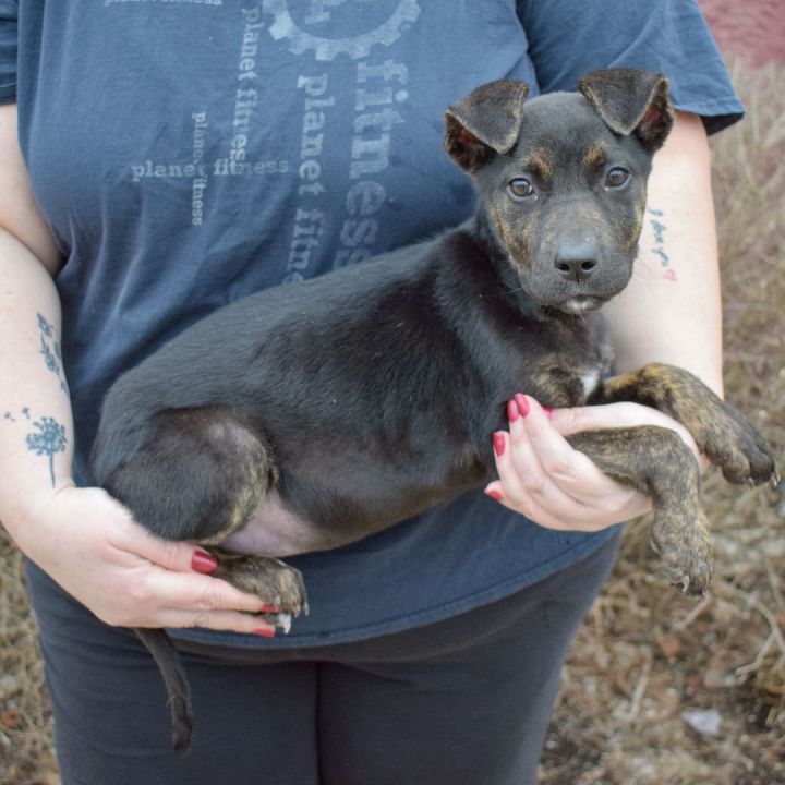 Jennifer, an adoptable Doberman Pinscher & Patterdale Terrier / Fell Terrier Mix in Huntley, IL_image-3