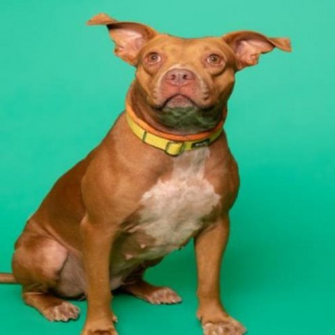 Cicci, an adoptable Pit Bull Terrier Mix in West Palm Beach, FL_image-5