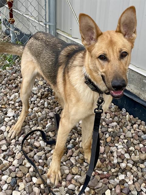 ZEUS, an adoptable German Shepherd Dog in Rosenberg, TX_image-1