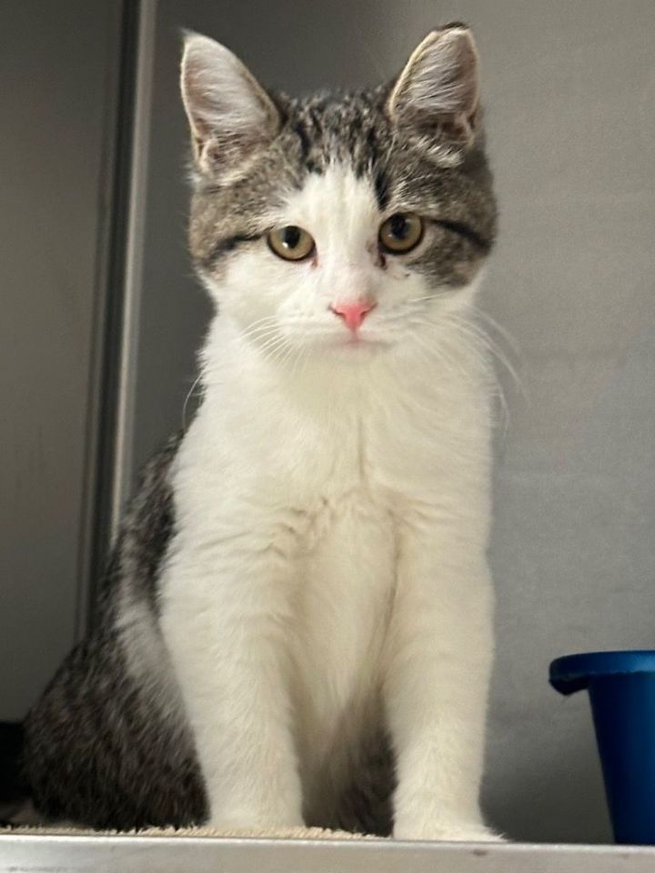 Twig, an adopted Domestic Short Hair in Columbus, NE_image-1