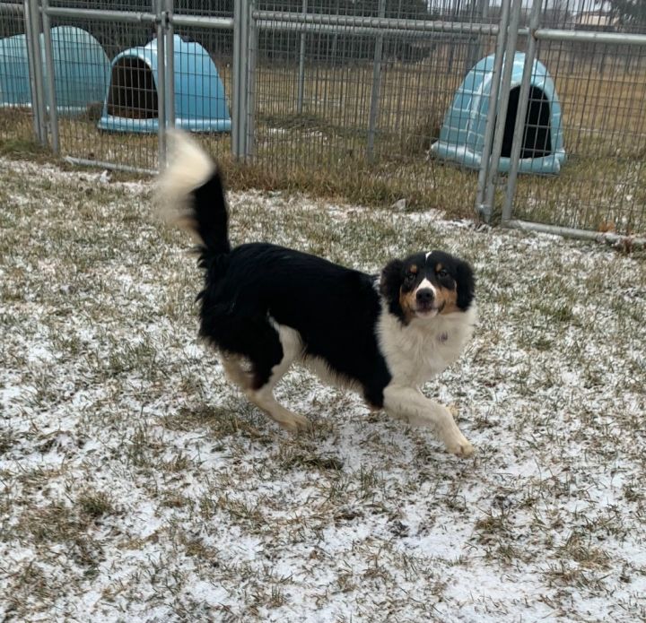 Finch, an adoptable Spaniel Mix in Barron, WI_image-2