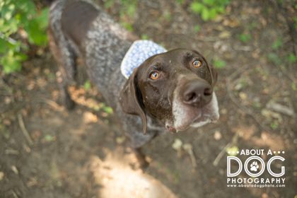 Drake, an adopted German Shorthaired Pointer in Saint Cloud, MN_image-1