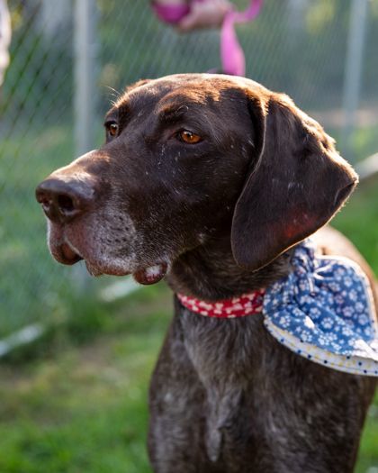 Drake, an adopted German Shorthaired Pointer in Saint Cloud, MN_image-2