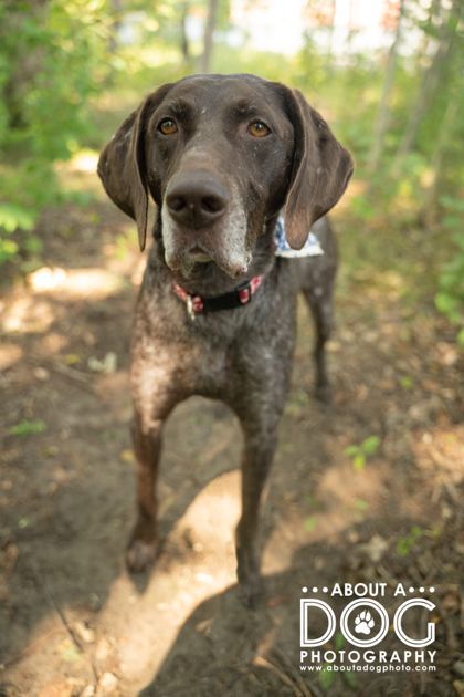 Drake, an adopted German Shorthaired Pointer in Saint Cloud, MN_image-3