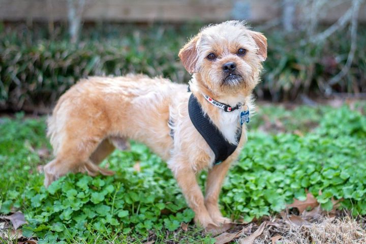 Mika, an adoptable Border Terrier & Brussels Griffon Mix in Baton Rouge, LA_image-5