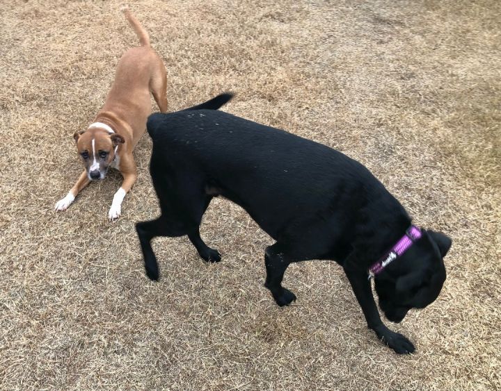 Melo and Georgie, an adopted Black Labrador Retriever in Scottsdale, AZ_image-4