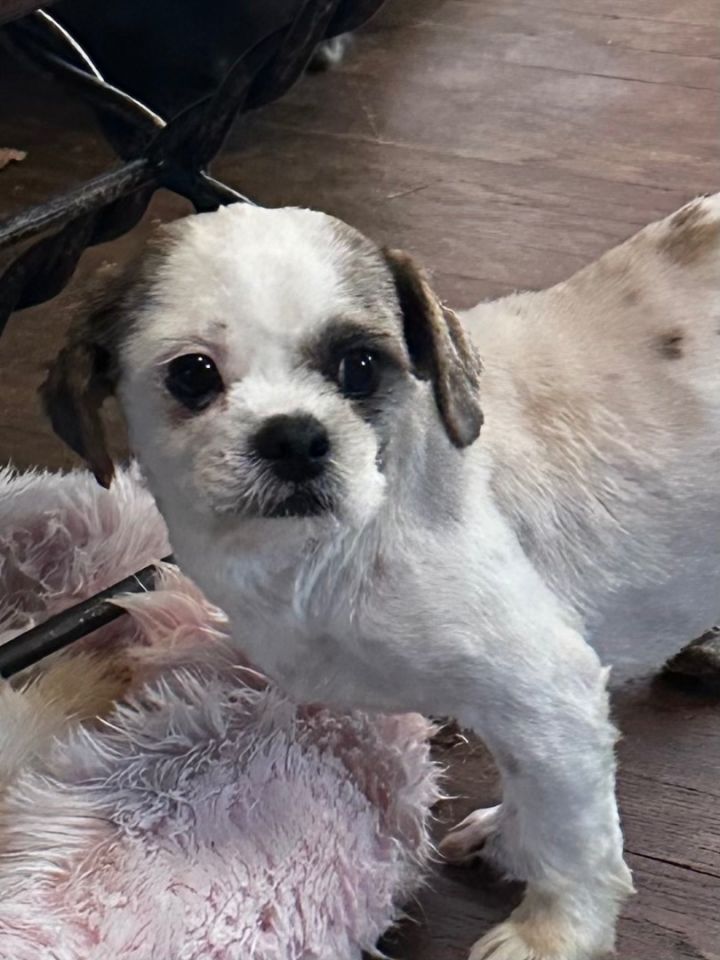 Skuttle , an adopted Shih Tzu in Sequatchie, TN_image-1