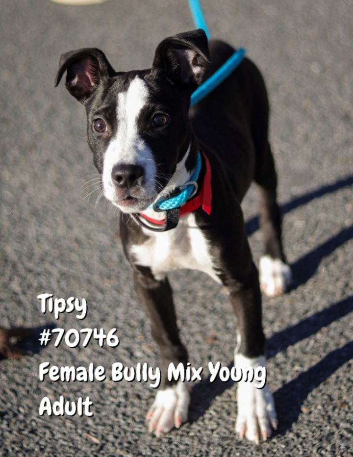 Tipsy-70746, an adopted Pit Bull Terrier Mix in North Little Rock, AR_image-1