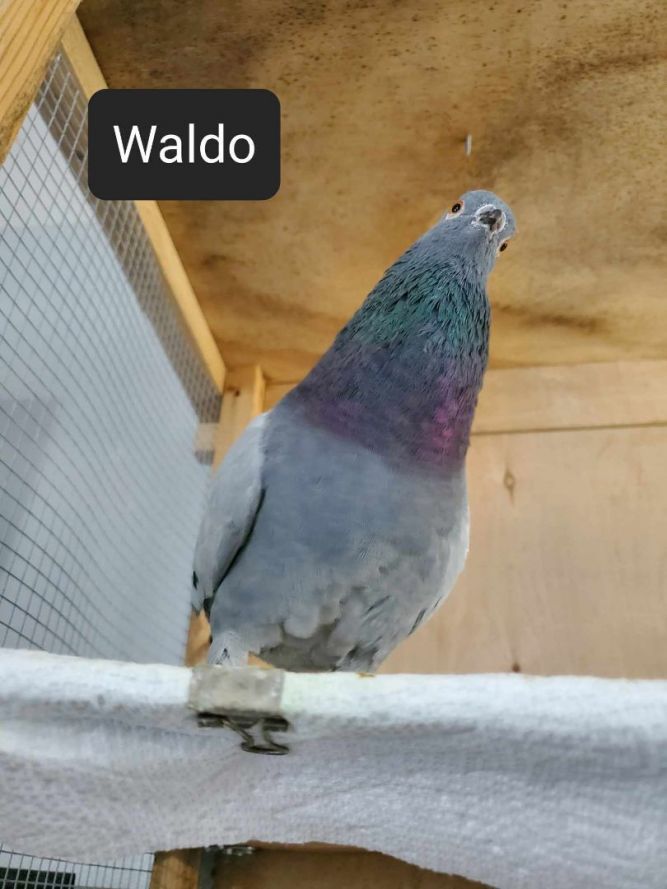 Waldo