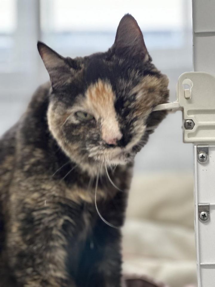 Tortie, an adoptable Domestic Short Hair in Brookings, OR_image-1