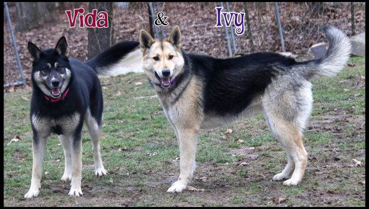 Ivy & Vida, an adoptable German Shepherd Dog & Husky Mix in Shippenville, PA_image-3
