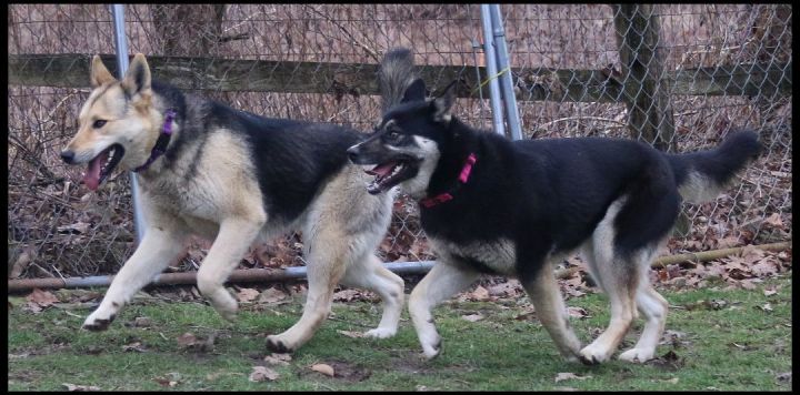 Ivy & Vida, an adoptable German Shepherd Dog & Husky Mix in Shippenville, PA_image-4