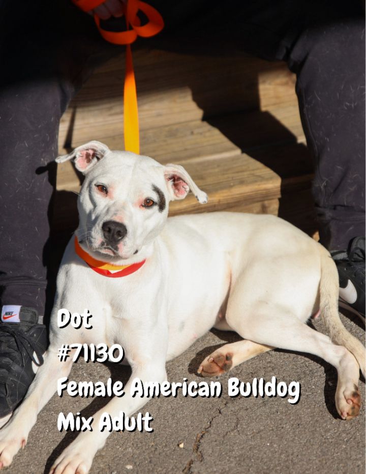 Dot-71130, an adoptable American Bulldog in North Little Rock, AR_image-1