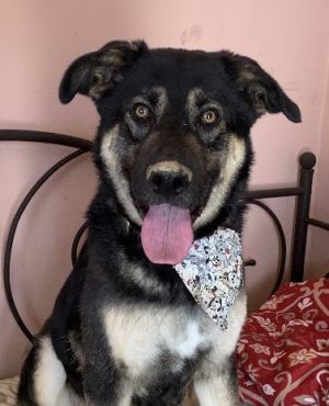 Name Gary Age 2 years Breed Shepherd mx Vaccinated microcheepted and Neutere