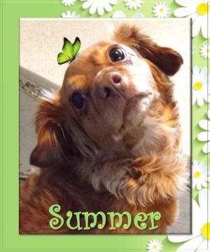 Welcome Summer Female approximately 5 yrs old 14 pounds A darling long haired Chihuahua Very swe