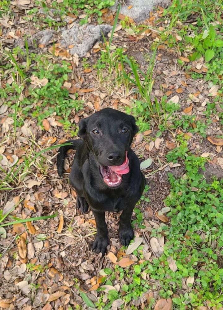 Trixie, an adoptable Labrador Retriever & Black Labrador Retriever Mix in Windsor, CT_image-1